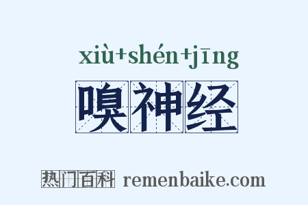 嗅神经是什么意思的图片